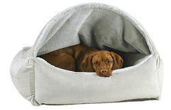 Bowsers Canopy Pet Bed